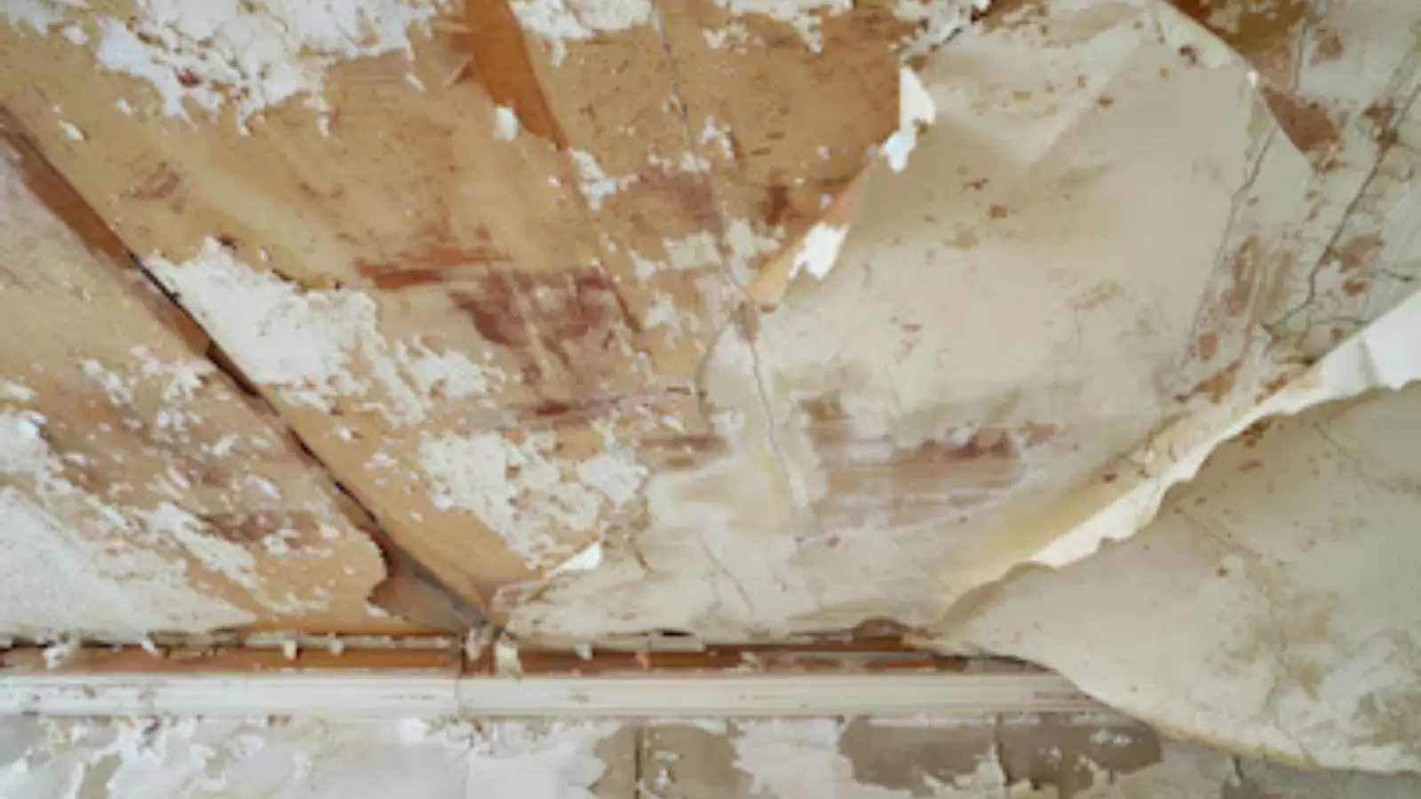 Large section of ceiling with peeling paint and stained, curling drywall